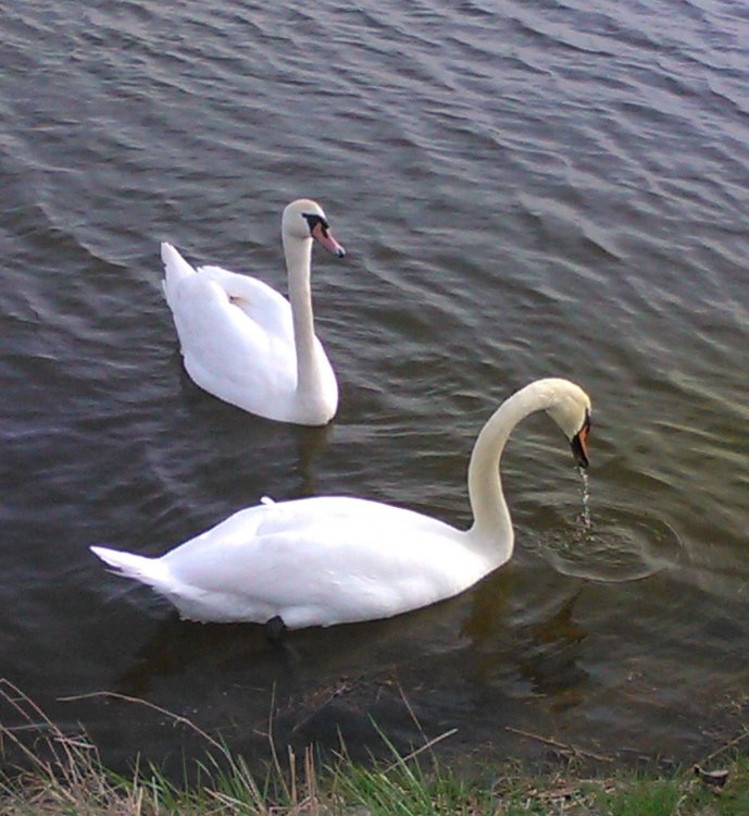 1364356032_returningswans..thumb.jpg.52370dca053b2b8b92d0bb1273c0687c.jpg