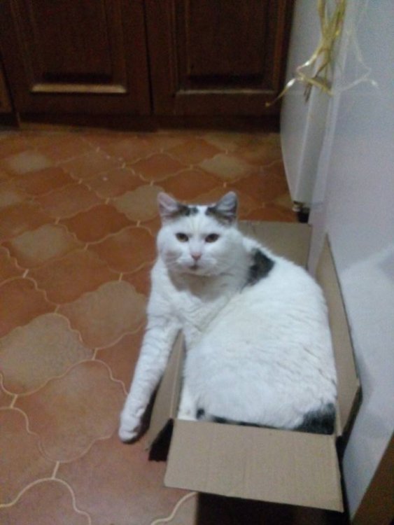 585329019_zimnylokiec.thumb.jpg.f2a964c0d48ebd80026a55217142d9d6.jpg