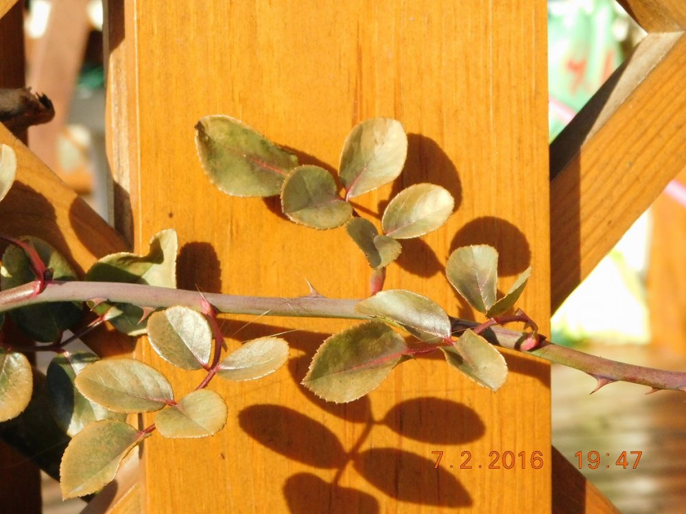 DSCN3159.thumb.JPG.327c1fe63569a708a3d3ec24f99cd8af.JPG